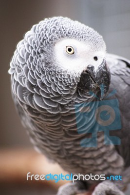 Parrot Stock Photo