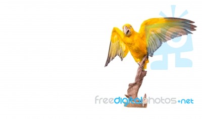 Parrot Macaw On White Background Stock Photo