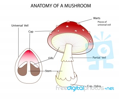 Pars Of A Mushroom Stock Image