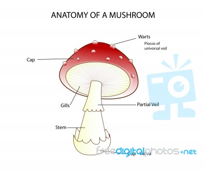 Pars Of A Mushroom Stock Image