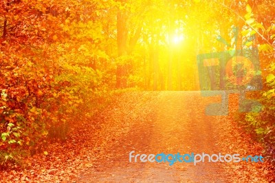 Pathway In Colorful Autumn Arboretum Park Stock Photo