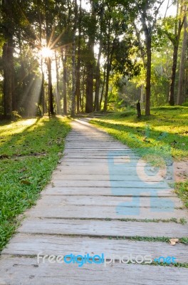 Pathways In Tropical Forests Morning Stock Photo