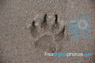 Paw Print In The Sand Stock Photo Paw Print In The Sand Stock Photo