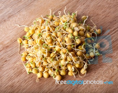 Pea Sprouts Stock Photo