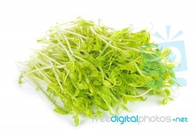 Pea Sprouts On White Background Stock Photo