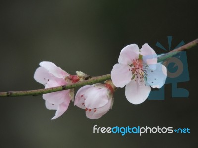 Peach Flower Blossom Stock Photo