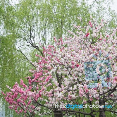 Peach Trees Blossoming Stock Photo