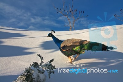 Peacock Stock Photo