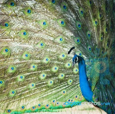 Peacock Stock Photo