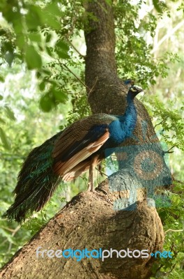 Peacock Stock Photo