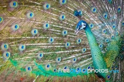 Peacock Stock Photo