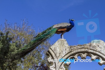 Peacock Bird On Top Of Some Ruins Stock Photo