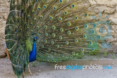 Peacock Bird Showing Off His Beautiful Feathers Stock Photo