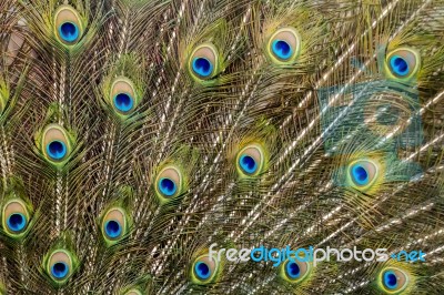 Peacock Bird Showing Off His Beautiful Feathers Stock Photo