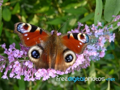 Peacock Butterfly Stock Photo
