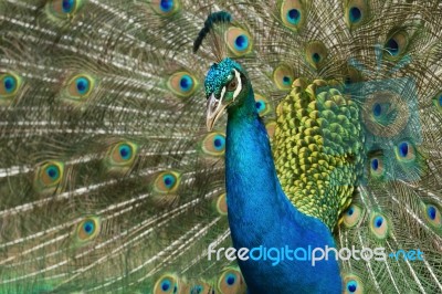 Peacock Displaying Plumage Stock Photo