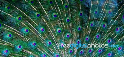 Peacock Feather Background Stock Photo