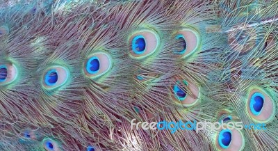 Peacock Feathers - Dry Brush Stock Photo