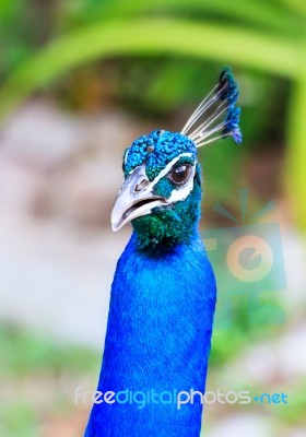 Peacock Head Stock Photo