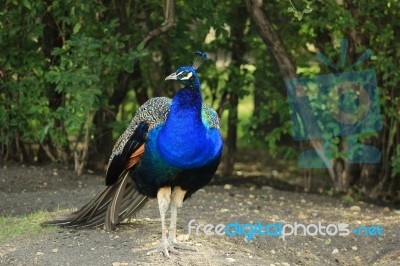 Peacock In A Park Stock Photo