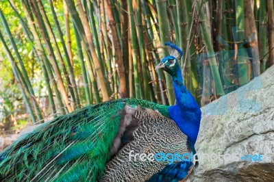 Peacock Or Peafowl Stock Photo