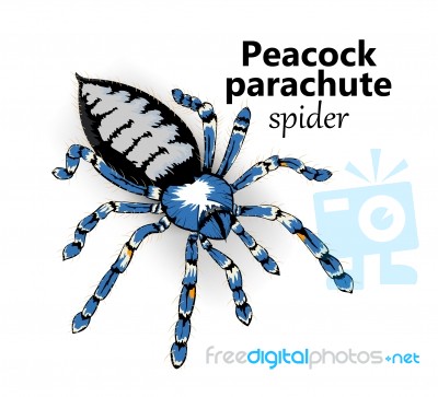 Peacock Parachute Spider Stock Image