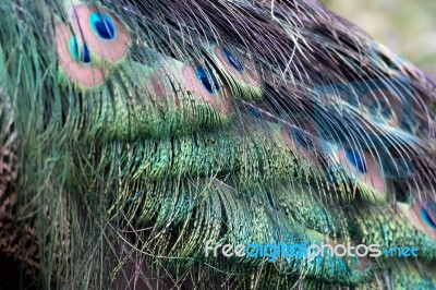Peacock (pavo Cristatus) Stock Photo