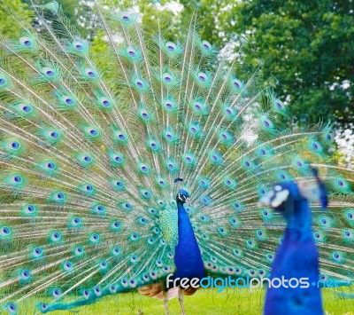 Peacocks Stock Photo