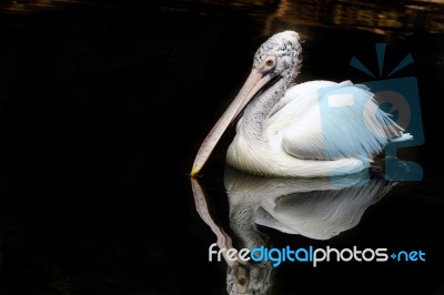 Pelican Stock Photo