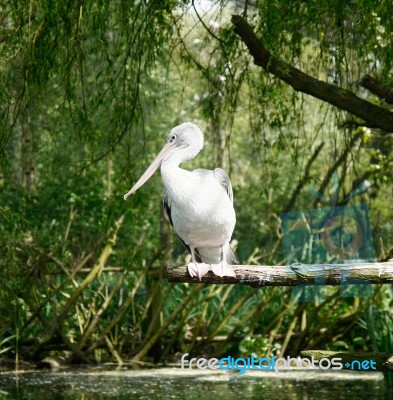 Pelican Stock Photo