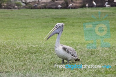 Pelican Bird On Green Grass Field Stock Photo