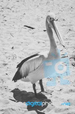 Pelican During The Day Stock Photo