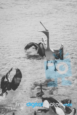 Pelican During The Day Stock Photo