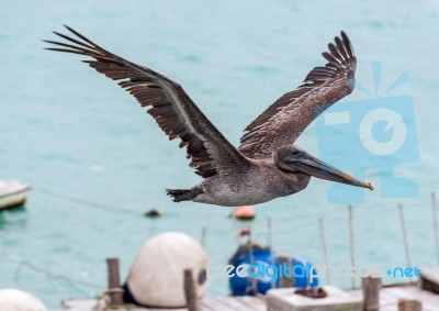Pelican Flying Over The Bay Of Santa Cruz Island, Galapagos, Ecu… Stock Photo