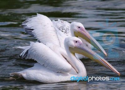 Pelicans Stock Photo