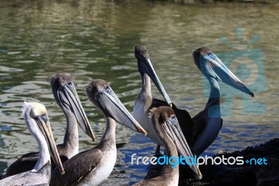 Pelicans Stock Photo