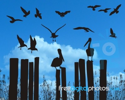 Pelicans And Gulls Stock Image