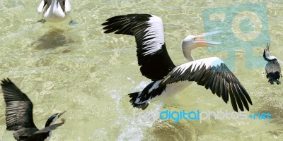 Pelicans Feeding In The Water Stock Photo