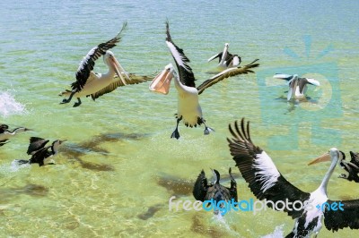 Pelicans Feeding In The Water Stock Photo