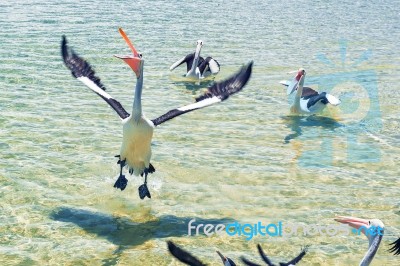 Pelicans Feeding In The Water Stock Photo Pelicans Feeding In The Water Stock Photo
