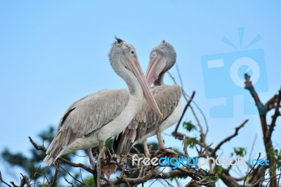 Pelicans On Tree Stock Photo