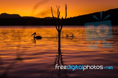 Pelicans Swimming At Sunset Stock Photo