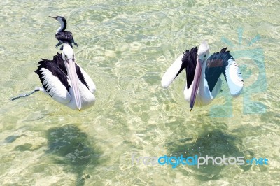 Pelicans Swimming In The Water Stock Photo