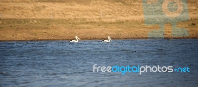Pelicans Swimming In The Water Stock Photo