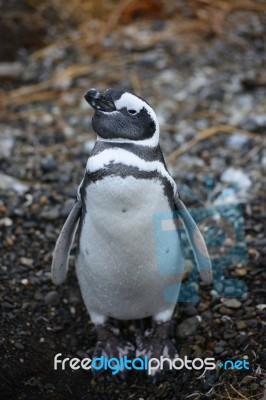 Penguin Stock Photo