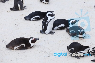 Penguin Colonies, Cape Town Stock Photo