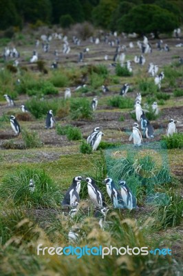 Penguin Colony Stock Photo