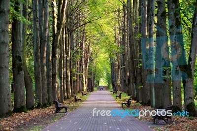People Walking In Old Park Alley. Sunny Autumn Day Stock Photo