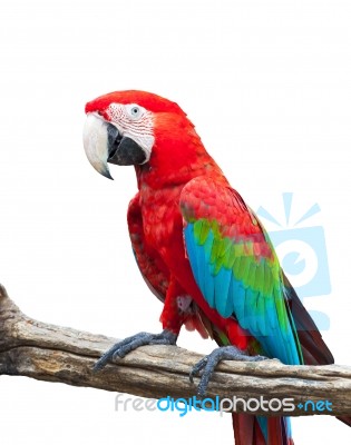 Perching Macaw Stock Photo