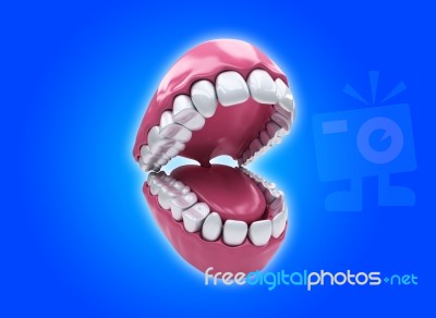 Permanent Teeth, Adult Dentition Stock Image